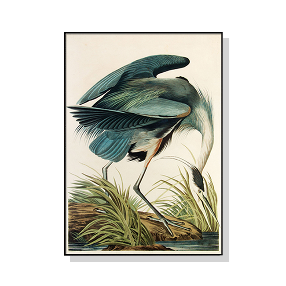 V207-1589-66960-00 Wall Art 50cmx70cm Great Blue Heron By John James Audubon Black Frame Canvas - Image 1