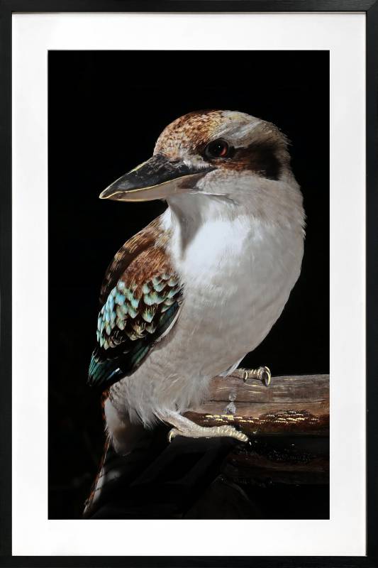 V637-E646063-202508252330-00 Mystery Kookaburra Artwork Framed W Glass Front 80x120cm - Image 1